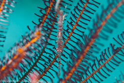 BD-141021-Bali-5791-Solenostomus-paradoxus-(Pallas.-1770)-[Harlequin-ghost-pipefish.-Spökkantnål].jpg